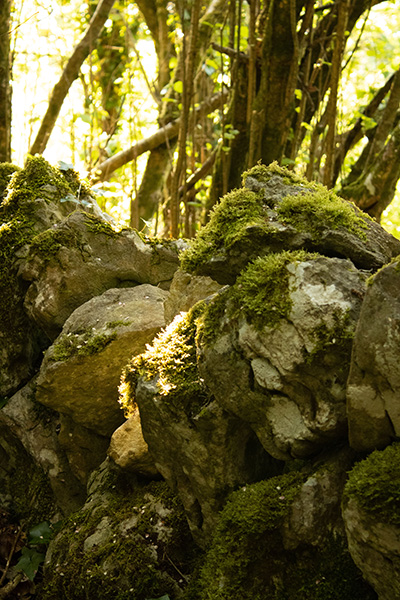 A photo of a mossy, sunlit pile of boulders.