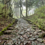 A rough stone road through a green, lush forest.