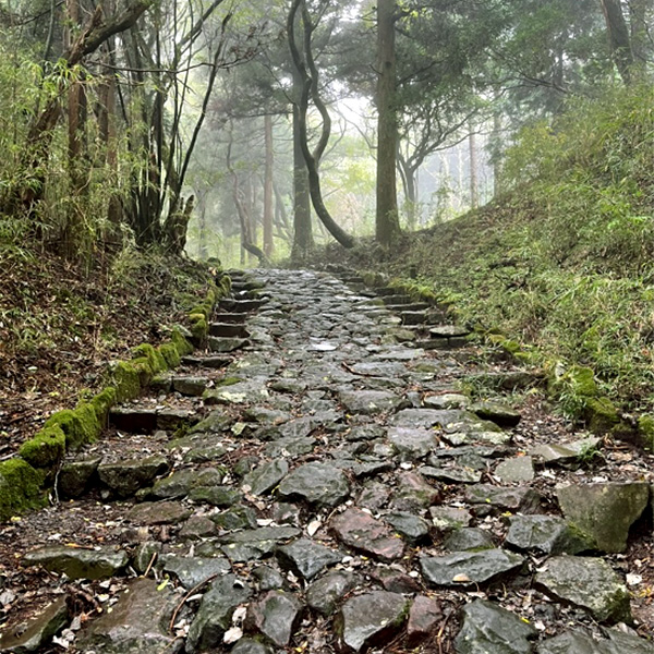 A rough stone road through a green, lush forest.